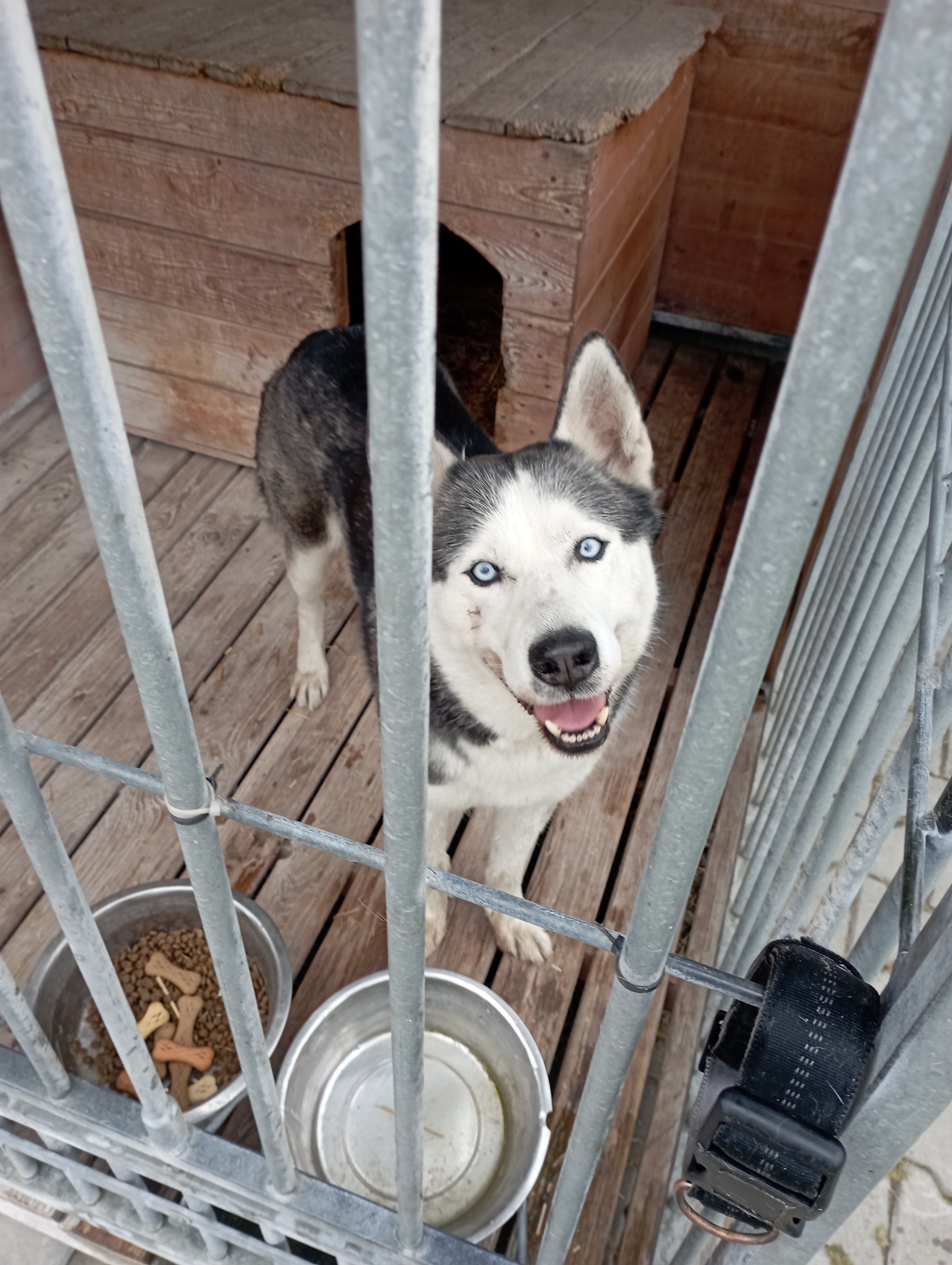 odłowiony pies husky