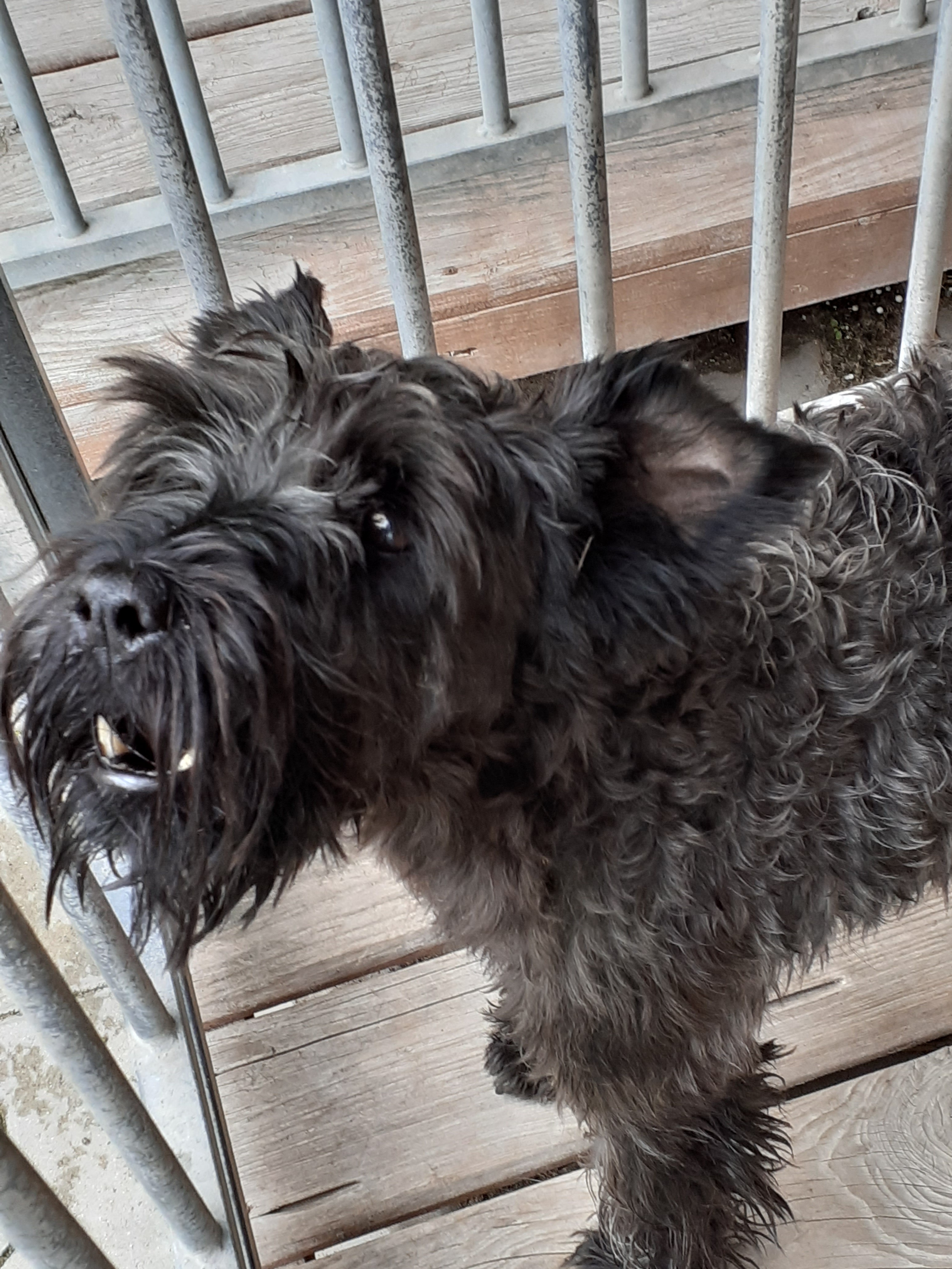 Pies w typie teriera, czarny, samiec. Pies nie ma obroży.