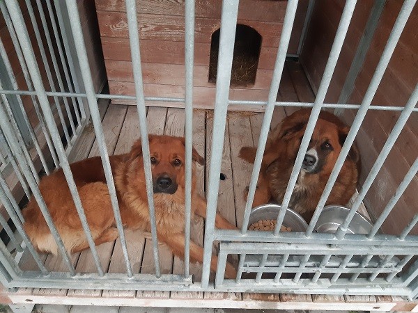 Na zdjęciu znajdują się dwa psy, koloru rudo-brążowego siedzące w klatce.