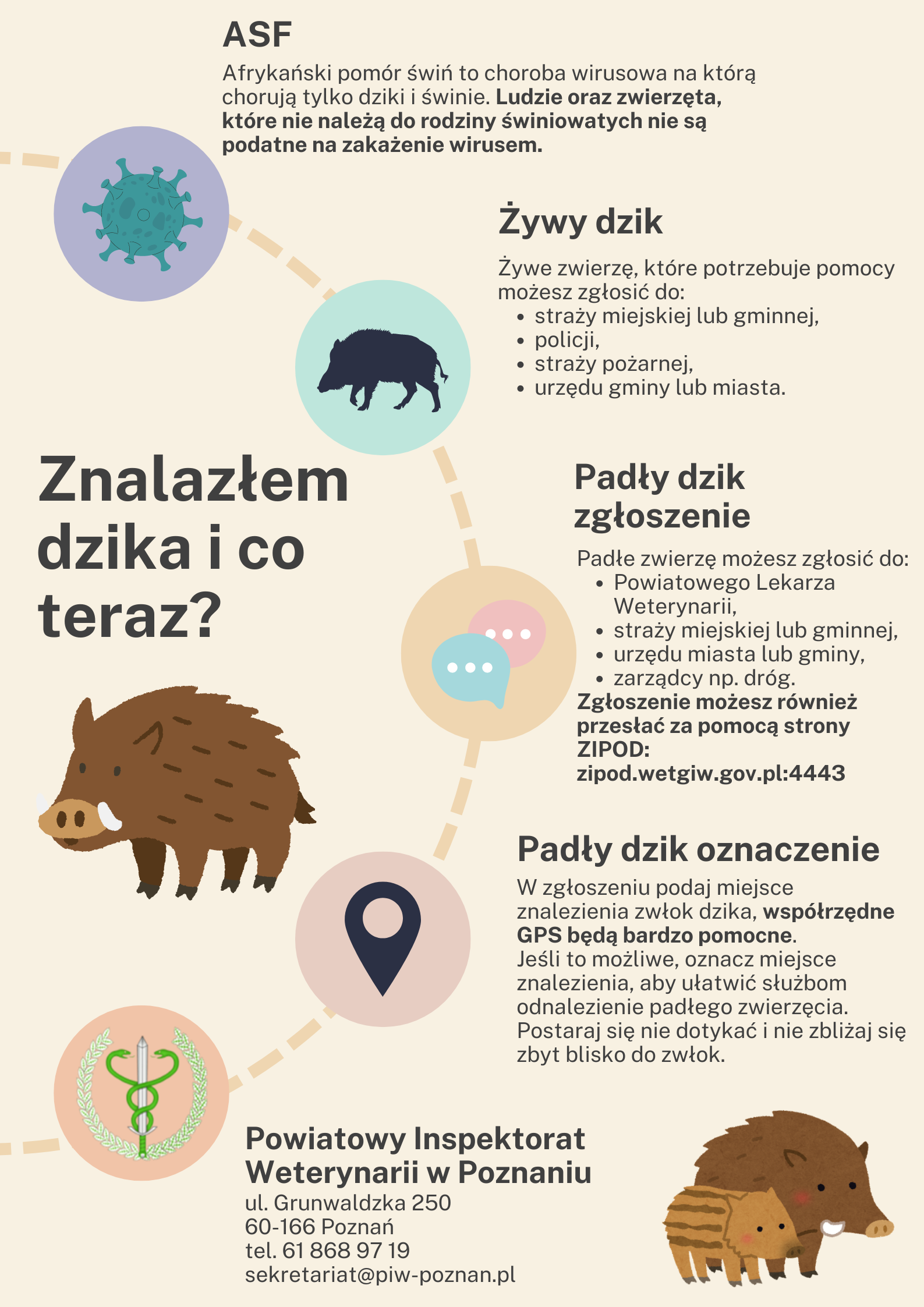 Dzik w mieście