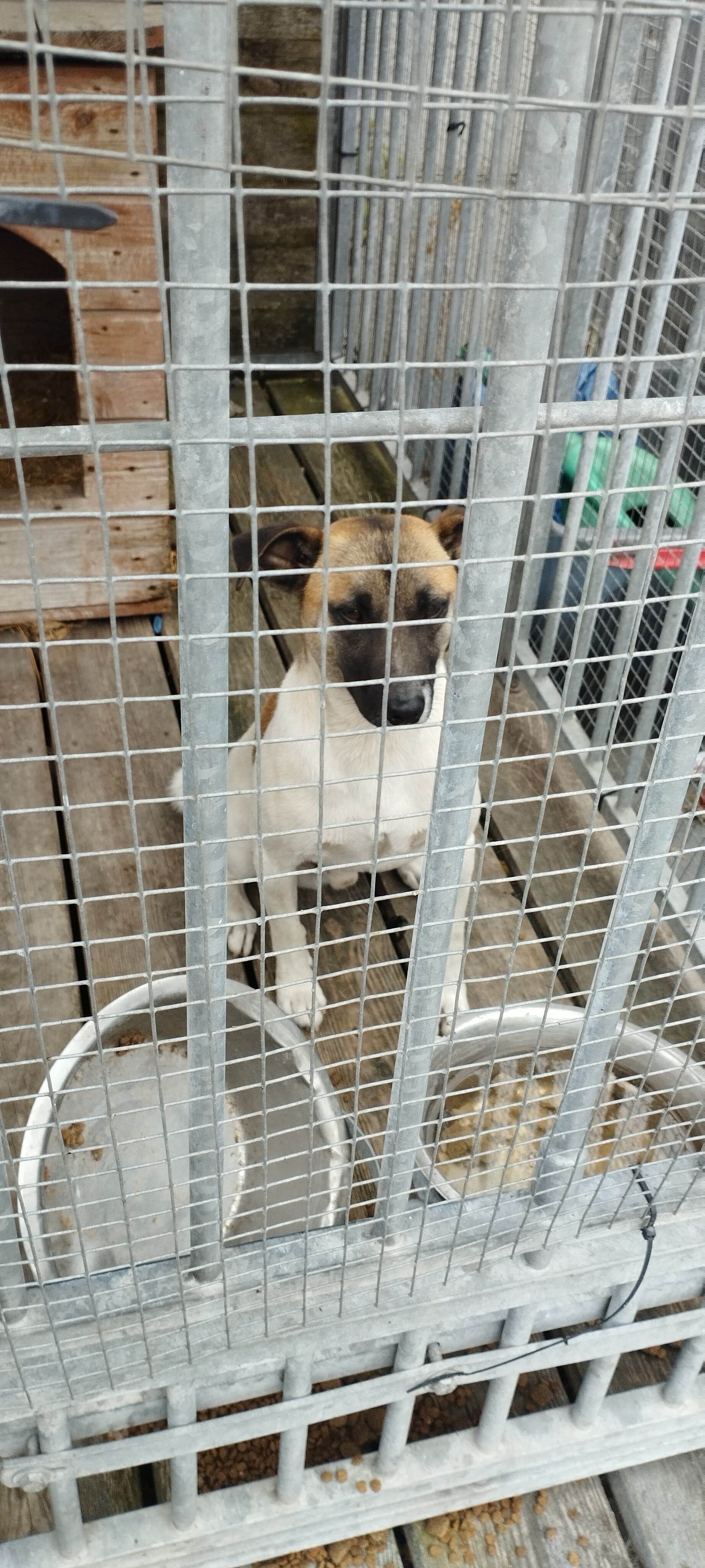 Piesek z Czapur chce wrócić do domu