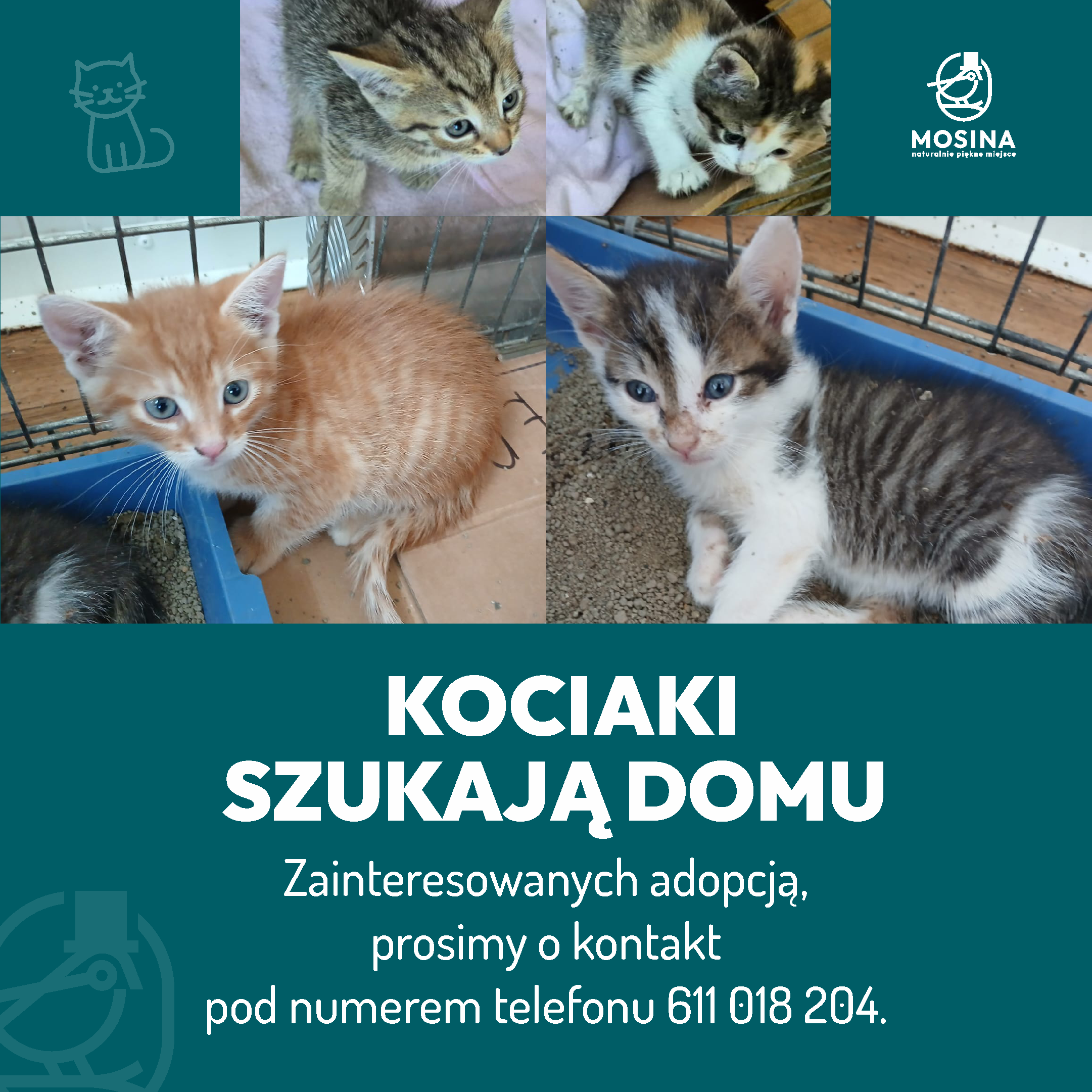 Odłowione kotki szukają domu!