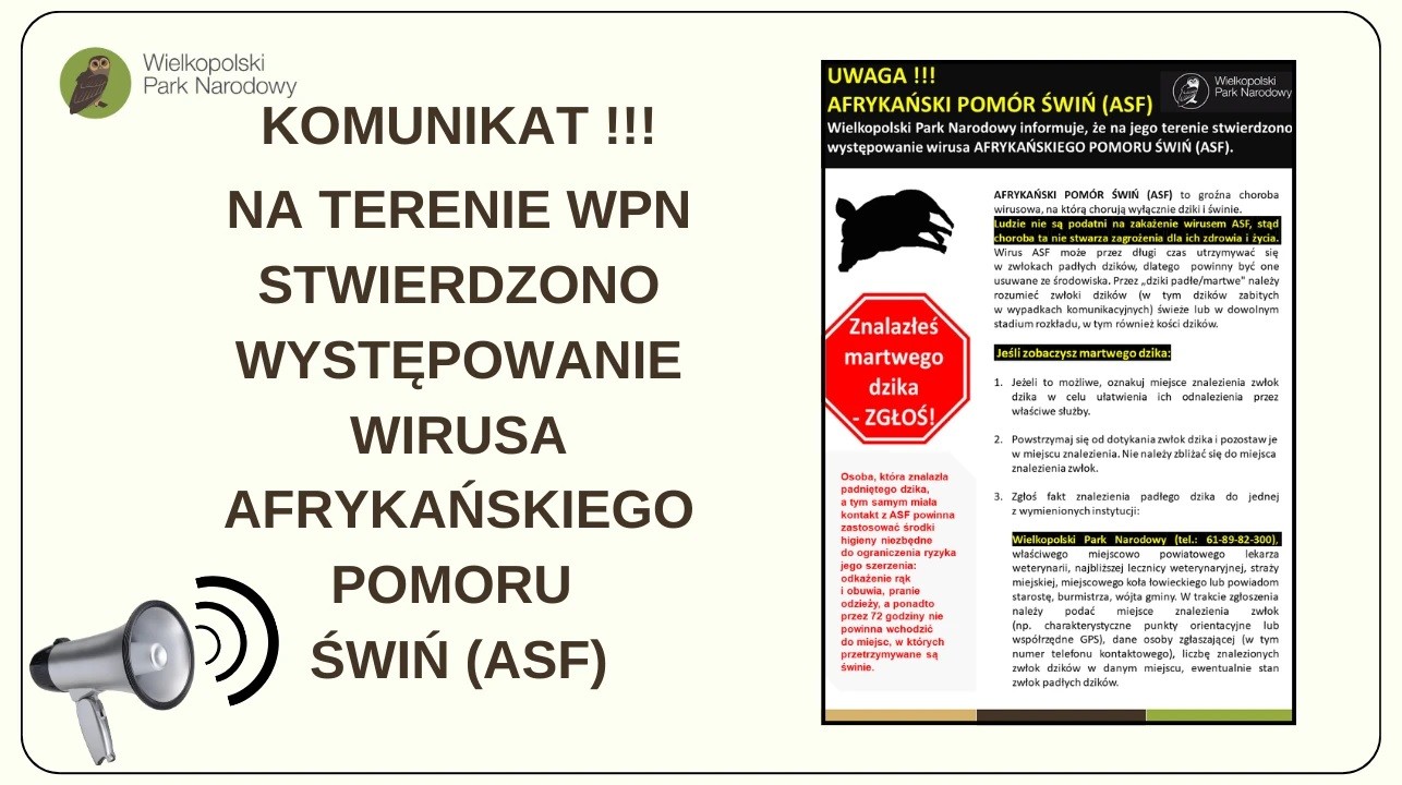 Afrykański Pomór Świń (ASF)