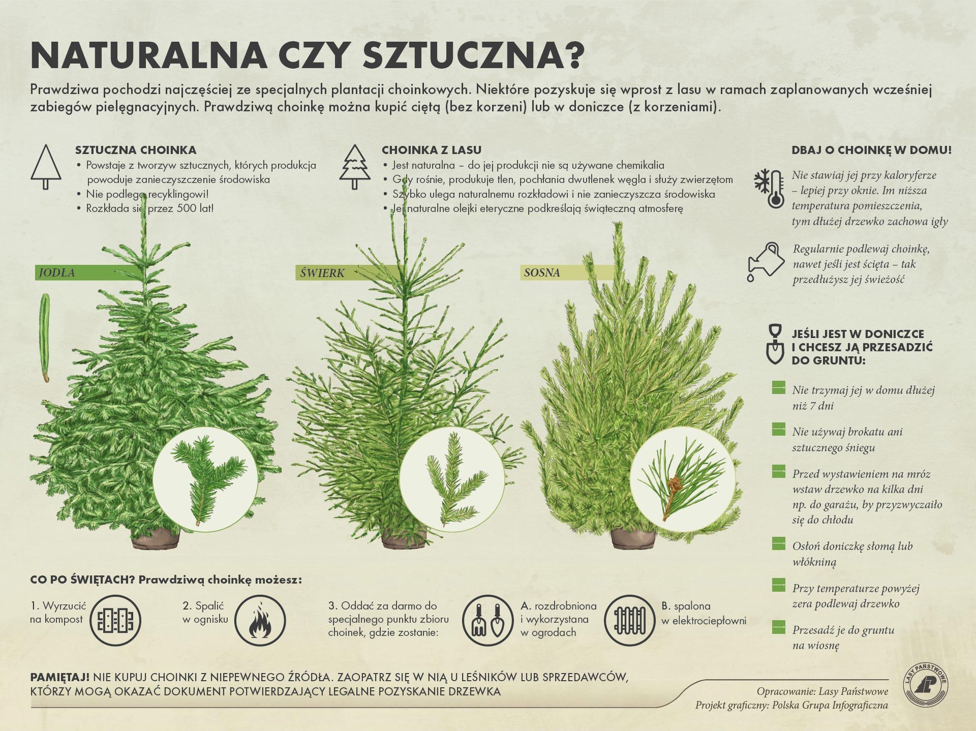 Choinka z Nadleśnictwa