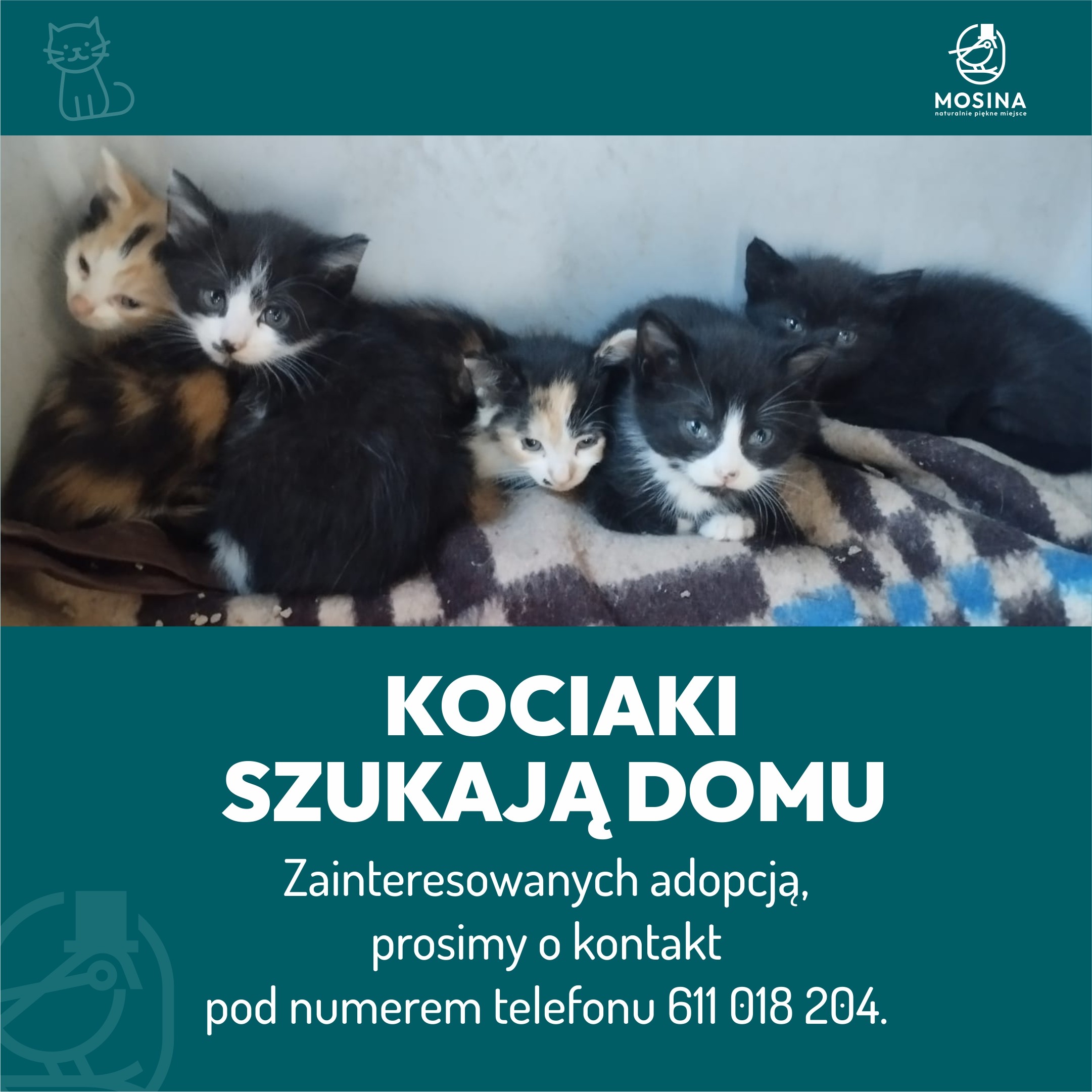 Kociaki do adopcji