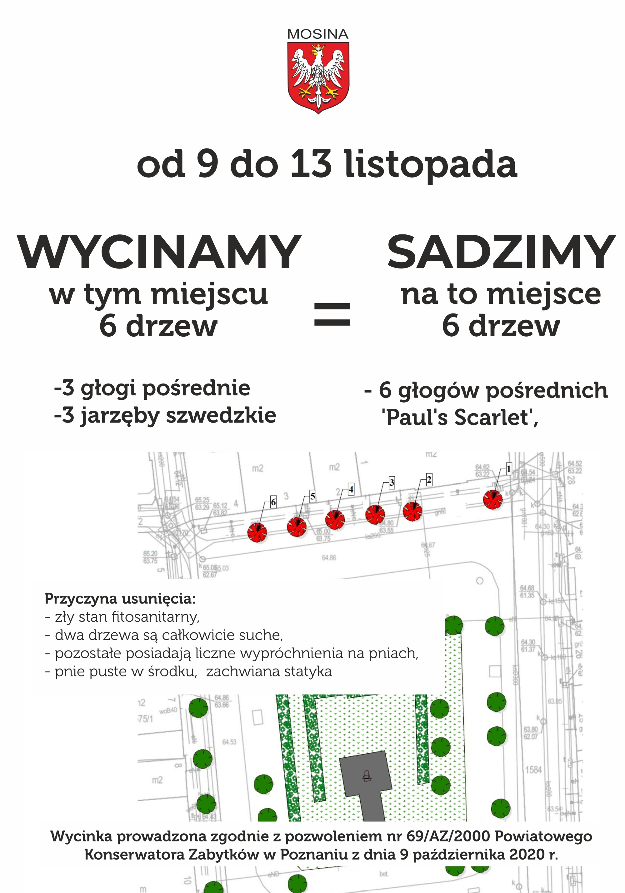 Wycinka i nowe nasadzenia na rynku
