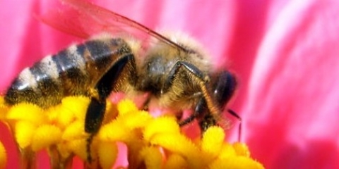 Pszczoły na wystawie