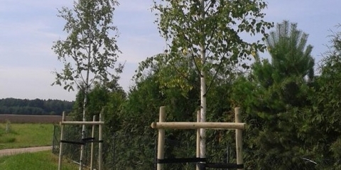 Nasadzenia drzew, krzewów i bylin w roku 2017