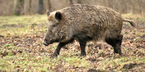 Szacowanie szkód łowieckich