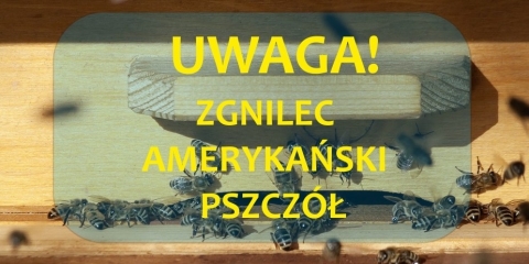 Zgnilec amerykański pszczół