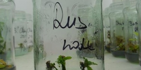 Posadzenie potomka "Rusa" w Rogalinie. 