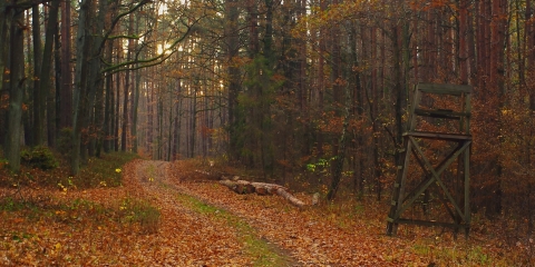 Plan polowań zbiorowych