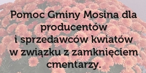 Pomoc Gminy Mosina dla producentów i sprzedawców chryzantem