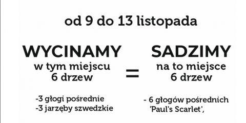 Wycinka i nowe nasadzenia na rynku