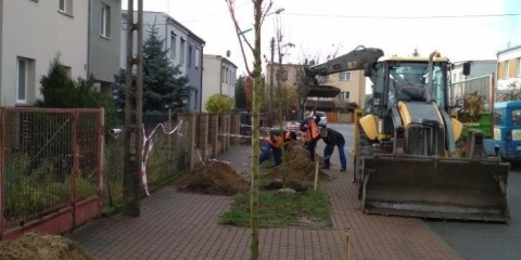 Nowe nasadzenia w Gminie Mosina