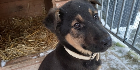 Zaadoptuj zwierzaka!