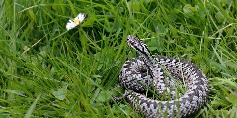 Komunikat o prawdopodobieństwie występowania żmii zygzakowatej.