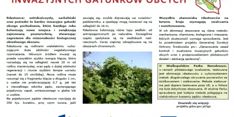 Pilotażowe zwalczanie inwazyjnych gatunków obcych - rdestowce