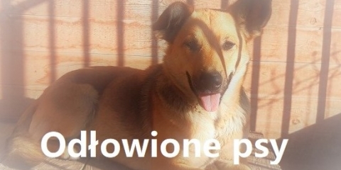 Zagubiony pies - Pecna, Daszewice oraz Rogalin
