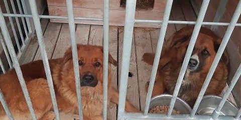 Dwa psy odłowione w Babkach