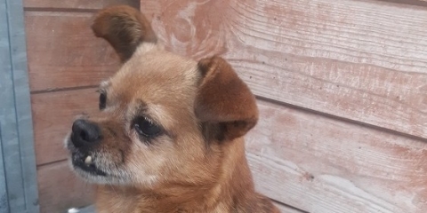 Pies znaleziony w Bolesławcu