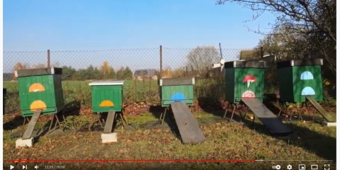 Konkurs "Owady"