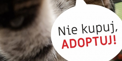 Nie kupuj, adoptuj!