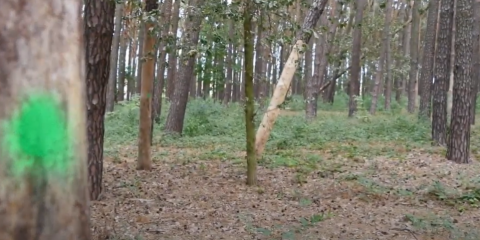Wycinka drzew w Parku Strzelnica w Mosinie