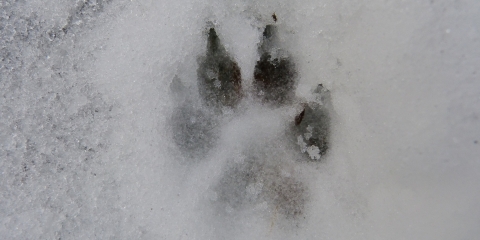 Komunikat o występowaniu wilków pomiędzy Pecną i Drużyną 