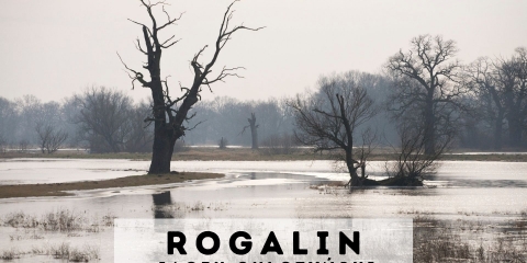 ROGALIN – wystawa fotografii Jacka Gulczyńskiego
