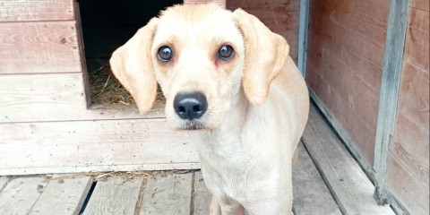 Znaleziono psa w Krośnie