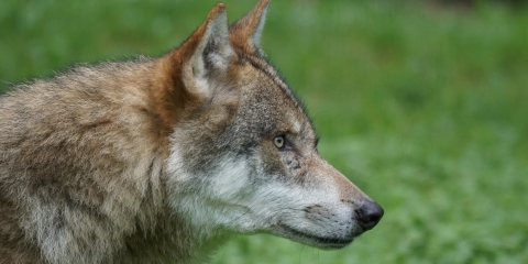 Wilki w Daszewicach