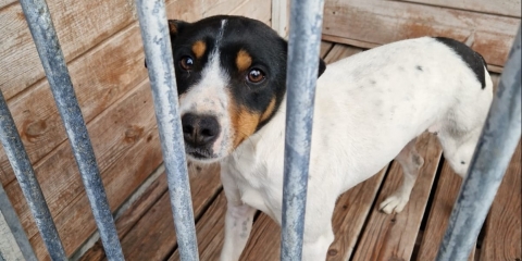 Znaleziono psa w Wiórku