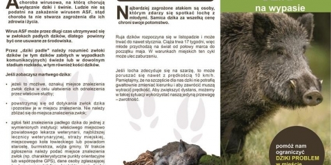 Postępowanie na wypadek spotkania dzika