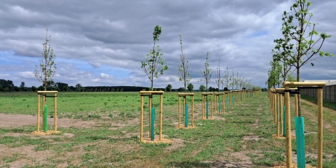 Nasadzenia drzew i krzewów