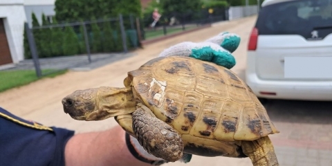 Znaleziono żółwia