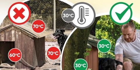 Zbliża się kolejna fala upałów, uwaga na zwierzęta!