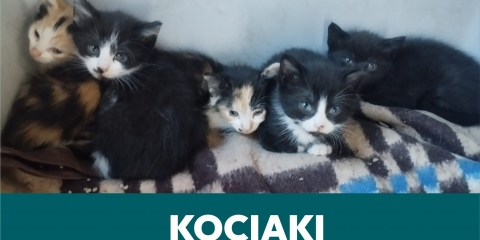 Koty do adopcji
