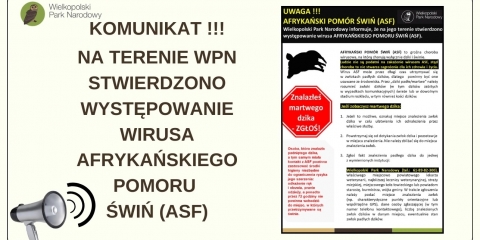 Afrykański Pomór Świń (ASF)