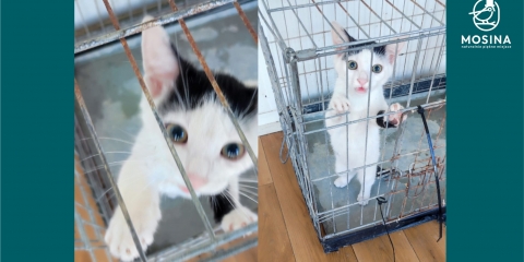 Kot do adopcji