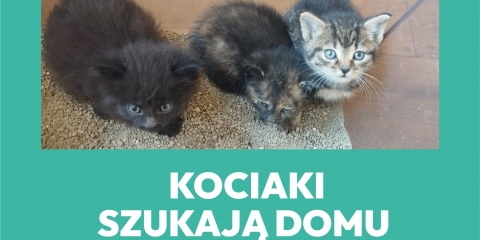 Kolejne koty do adopcji