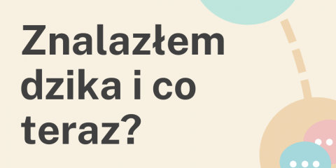 Dzik w mieście