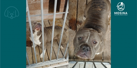 Znaleziono psa w Bolesławcu