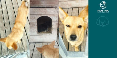 Znaleziono psy w Mieczewie