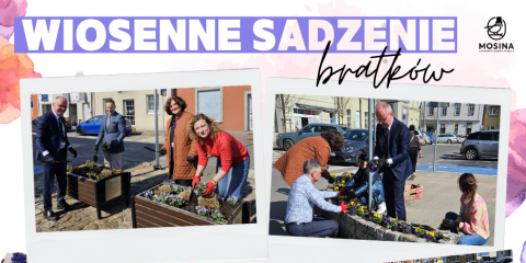 Wiosenne sadzenie bratków