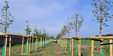 Nasadzenia drzew i krzewów w Gminie Mosina