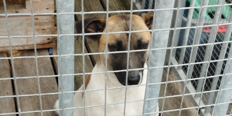 Piesek z Czapur chce wrócić do domu