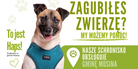 Zwierzęta zagubione trafiają do nas!