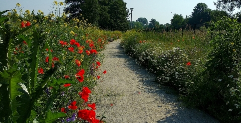 2 Kwietna łąka w parku nad Kanałem Mosińskim w Mosinie (fot