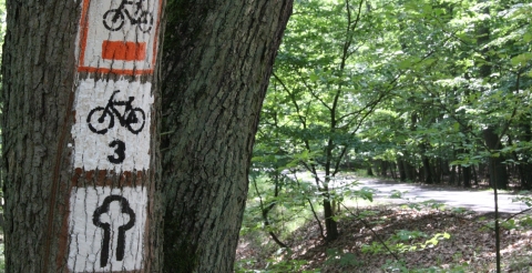 Cysterski Szlak Rowerowy w Puszczy Zielonce (fot